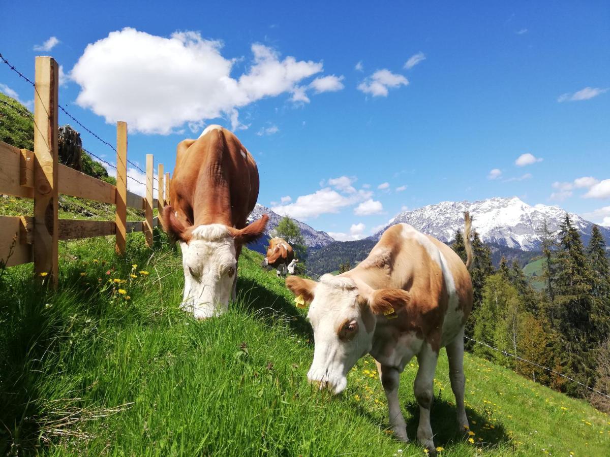 Farm stay Maierlhof Aich (Styria)